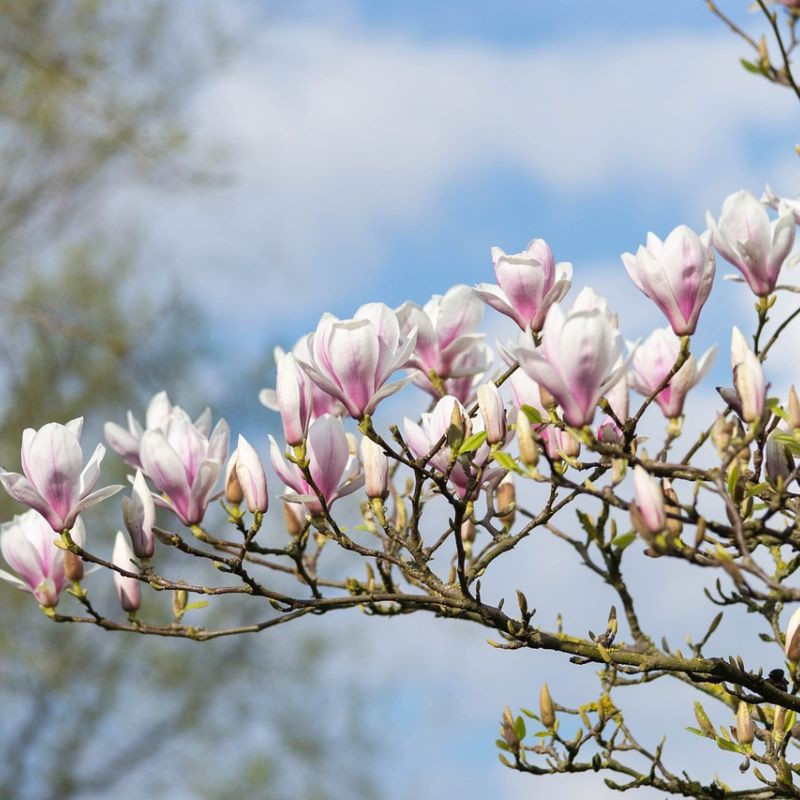 Magnolie George Henry Kern Cu Flori Mari Parfumate In Nuante De Roz